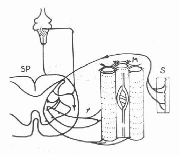 Ƥ����������