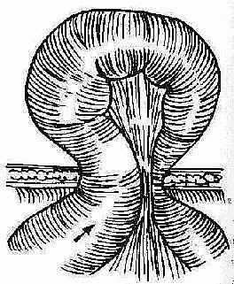 Ƕ������