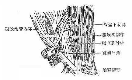 ֱ�ޣ�Hesselbach)����