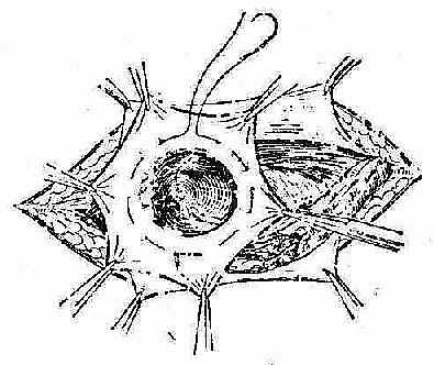 �ɰ�������Ҿ���