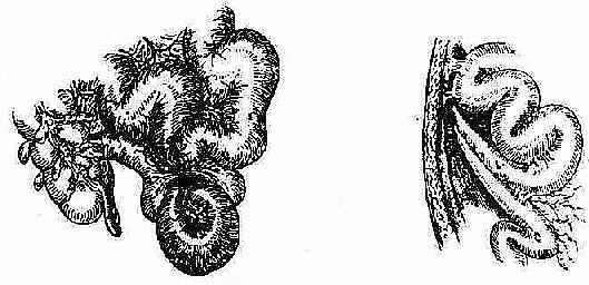 ճ���Գ�����