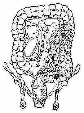 ��״�᳦<a href=