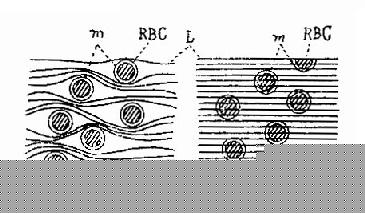 �͡���Ƶ����ͨ����֯ϸ����������