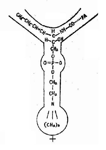 ������֬�ĵ�ֲ�FA-֬����