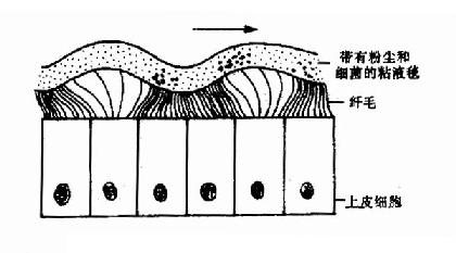 ��ճĤ��ë��Ƥ��ճҺ̺���˶���ʽ