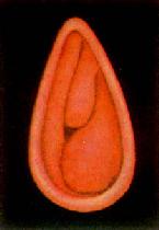 �ʺ��Ա���