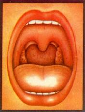 ���Ա�������