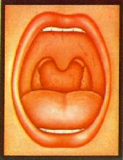 �����ʺ�