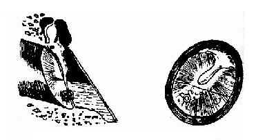 ��Ĥ�п����������ù���