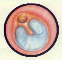 ���Ի�ŧ���ж����ɳڲ����׼��ƻ�