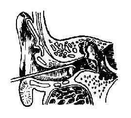 ��������ﹳ����