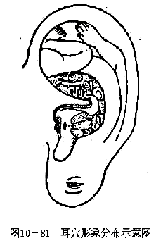 ��Ѩ�ķֲ�ʾ��ͼ